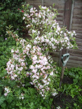 Variegated Weigela 06.08 (Weigela florida variegata (Vistabile))