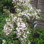 Variegatedweigelaflowersfenceborderbackvistabile02