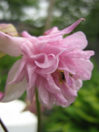 Double columbine (aquilegia) 