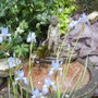 Siberian [water] Iris 06.08 (Iris sibirica)