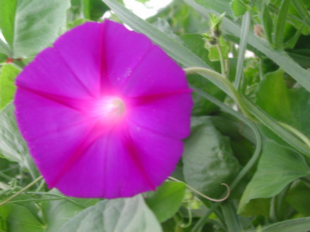 Morning Glory flower (Ipomoea purpurea)