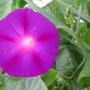 Ipomoea purpurea