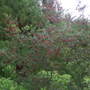 lantern tree (Crinodendron hookerianum (Chilean Lantern Tree))