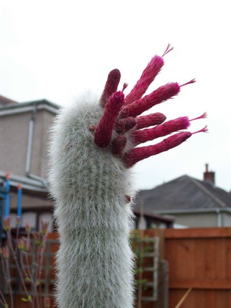 Cereus jamacaru