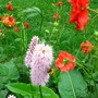 Persicaria and geum (Persicaria affinis)