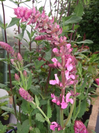 Salvia nemorosa 'Pink Friesland' (Salvia nemorosa 'Pink Friesland')