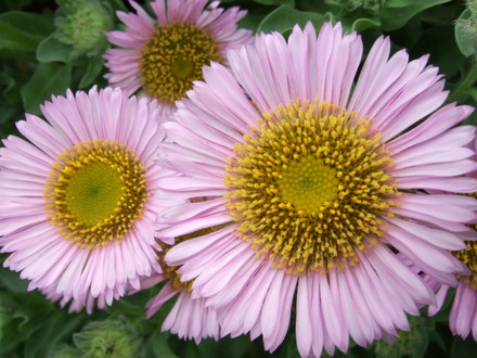 Erigerons (Erigeron aureus (Fleabane))