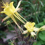 Yellow_aquilegia