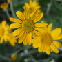 Eriophyllum_lanatum