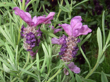 Lavandula stoechas 'Provencal' (Lavandula stoechas (French lavender))