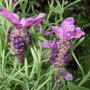 Lavandula_stoechas__provencal_