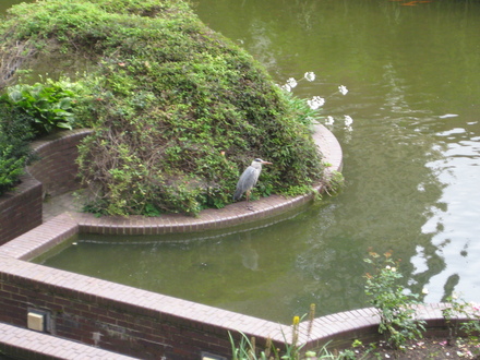 Heron by Pool