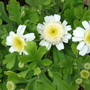 Tanacetum 'King Carlos' (Tanacetum parthenium)