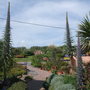 echium pininana (Echium pininana (Tree echium))
