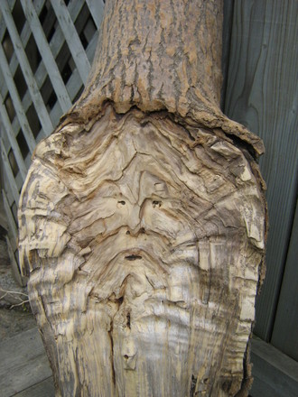 Man o' the Forest...or Greenman