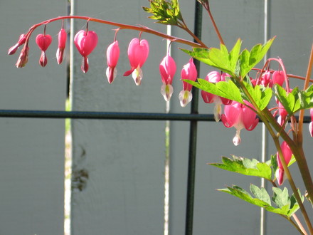 bleeding heart (Dicentra spectabilis (Bleeding heart))