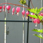 bleeding heart (Dicentra spectabilis (Bleeding heart))