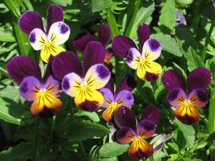 johnny jump ups (viola odorata, viola tricolor)