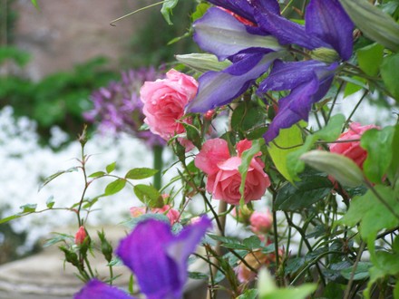A garden flower photo