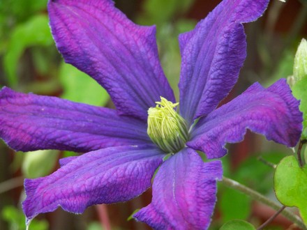 A garden flower photo