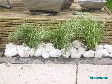 Grasses in.