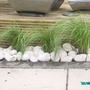 Grasses in.