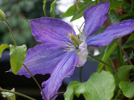 A garden flower photo
