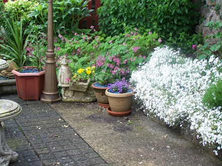 A garden flower photo