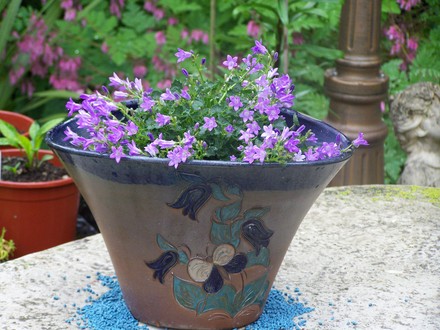 A garden flower photo