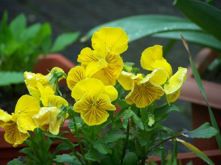 A garden flower photo