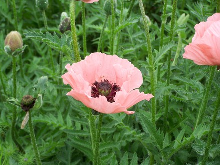A garden flower photo