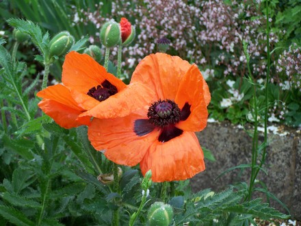 A garden flower photo