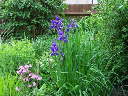 A garden flower photo