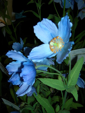 Meconopsis betonicifolia (Himalayan Blue Poppy), Gardening Scotland 2008 (Meconopsis betonicifolia (Himalayan blue poppy))