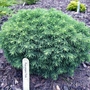 Picea_pungens_freida