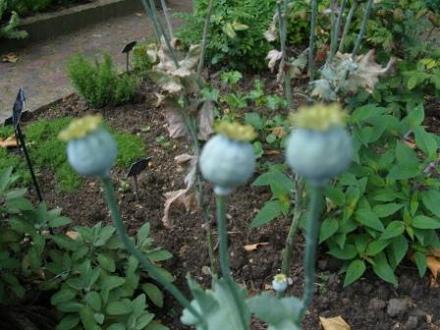 Poppy