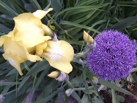 Yellow Iris & Globemaster Allium (Iris pseudacorus (Yellow Flag))