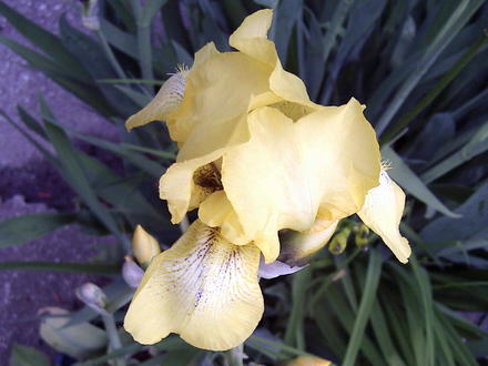 Yellow Iris  (Iris pseudacorus (Yellow Flag))