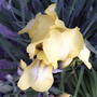 2008-06-03_yellow_iris_bloom
