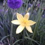 Daylilies (Hemerocallis)