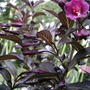 2008-06-03_purple_weigela_in_bloom