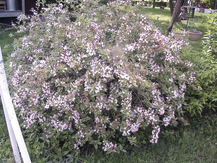 Variegated Weigela (Weigela florida 'Variegata')