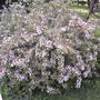 2008-06-03_variegated_weigela_bush