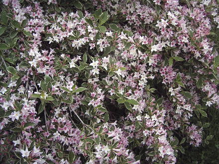 A closer look at the flowers on the weigela. (Weigela florida 'Variegata')