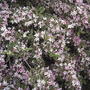 2008-06-03_weigela_blossoms