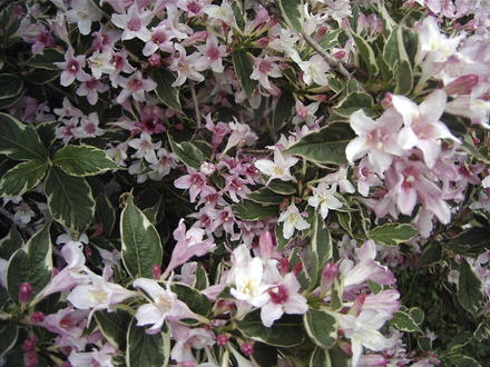 The hummingbirds' view (Weigela florida 'Variegata')
