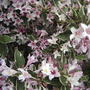2008-06-03_weigela_flowers