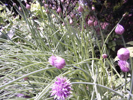 Chives in bloom (Allium schoenoprasum (Chives))