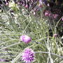 2008-06-03_chives_in_bloom