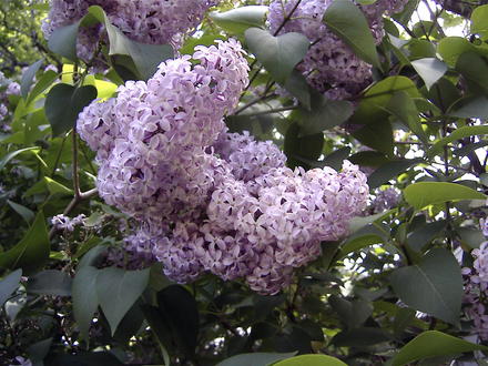 Lilacs still blooming (Syringa vulgaris)